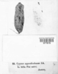 Image of Caeoma appendiculosum